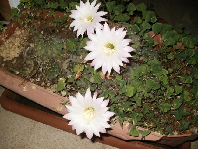 Name:  P1010197a.jpg
Views: 394
Size:  62.3 KB