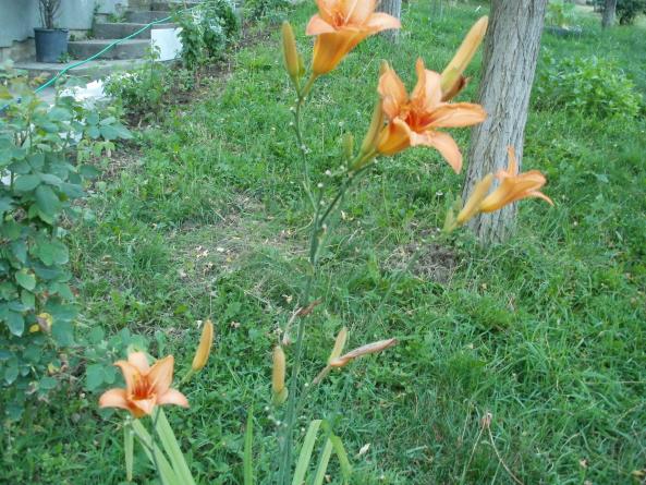 Name:  P1010118a.jpg
Views: 408
Size:  71.3 KB