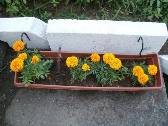 Name:  P1010121a.jpg
Views: 421
Size:  61.7 KB
