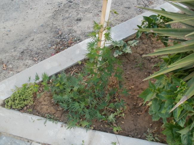 Name:  P1010210a.jpg
Views: 431
Size:  61.4 KB