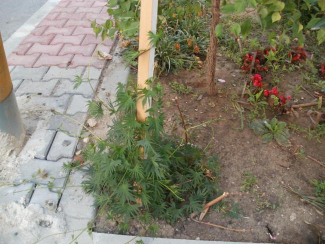 Name:  P1010209a.jpg
Views: 619
Size:  66.0 KB
