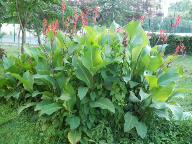Name:  P1010205a.jpg
Views: 423
Size:  68.4 KB