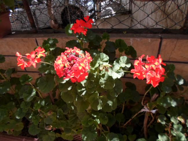Name:  SAM_0096.jpg
Views: 631
Size:  52.3 KB