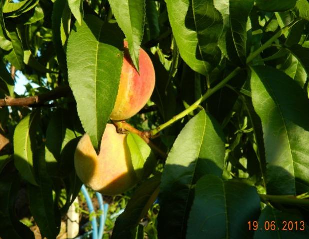 Name:  Resim 037.jpg
Views: 1578
Size:  46.7 KB