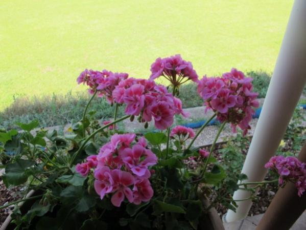 Name:  IMG_2432 (600 x 450).jpg
Views: 937
Size:  39.4 KB