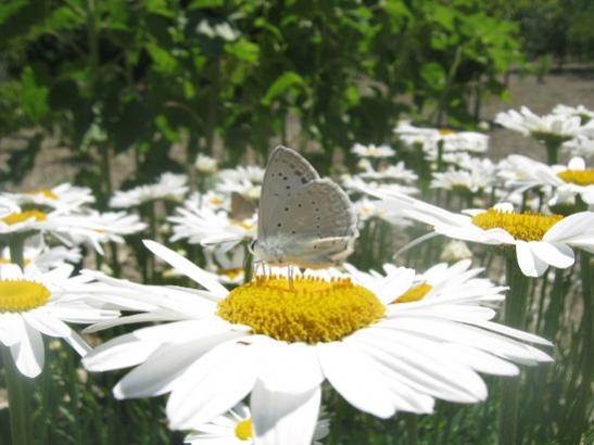 Name:  kelebek1.jpg
Views: 1729
Size:  35.5 KB