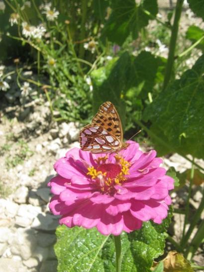 Name:  kelebek3.jpg
Views: 1204
Size:  42.5 KB