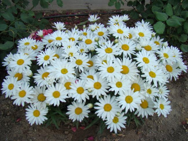 Name:  papatya1.jpg
Views: 2114
Size:  66.5 KB