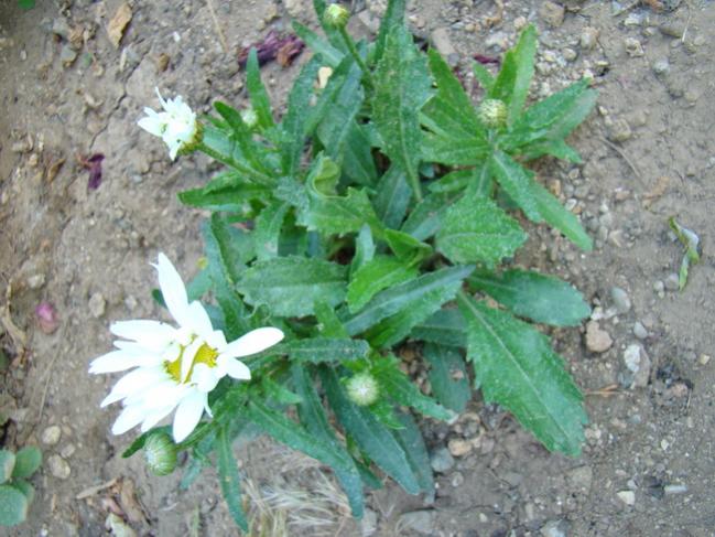 Name:  papatya2.jpg
Views: 834
Size:  60.3 KB