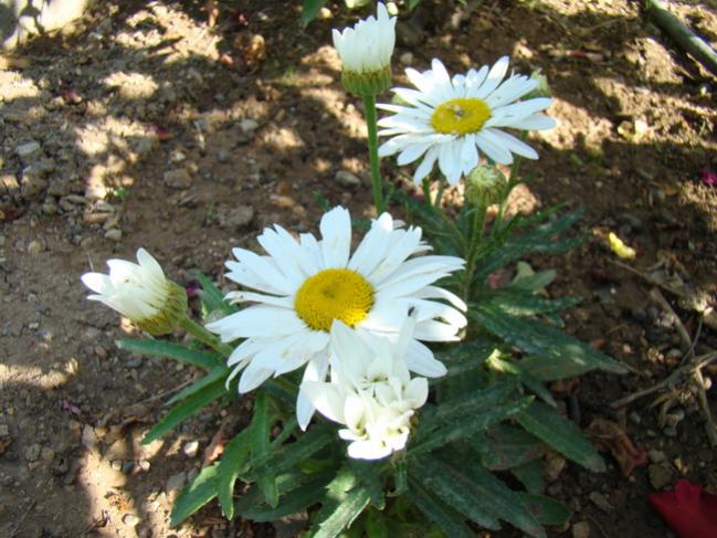 Name:  papatya3.jpg
Views: 867
Size:  61.9 KB