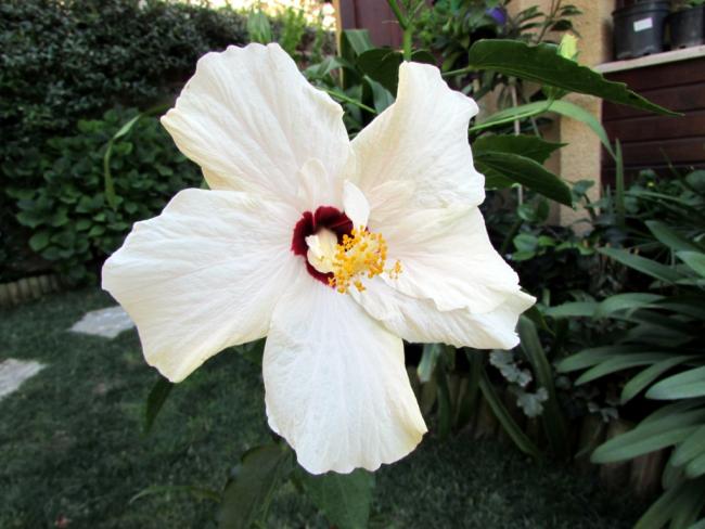 Name:  IMG_7172.jpg
Views: 551
Size:  45.2 KB