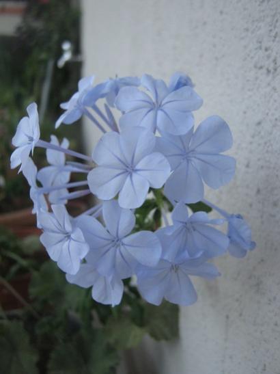 Name:  mavi yasemin.jpg
Views: 1097
Size:  22.1 KB