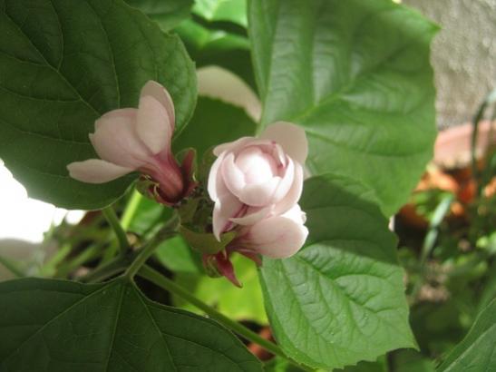Name:  arap f. dn.jpg
Views: 1190
Size:  26.1 KB
