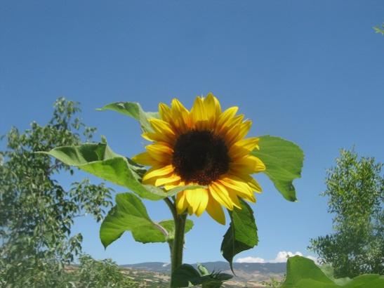 Name:  ss ayiei.jpg
Views: 1277
Size:  29.3 KB