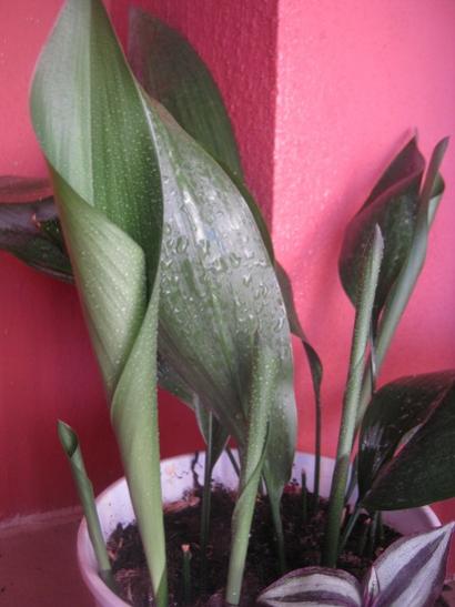 Name:  aspidistra.jpg
Views: 1310
Size:  29.8 KB