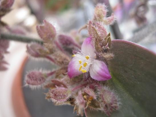 Name:  tradescantia c..jpg
Views: 1227
Size:  24.8 KB