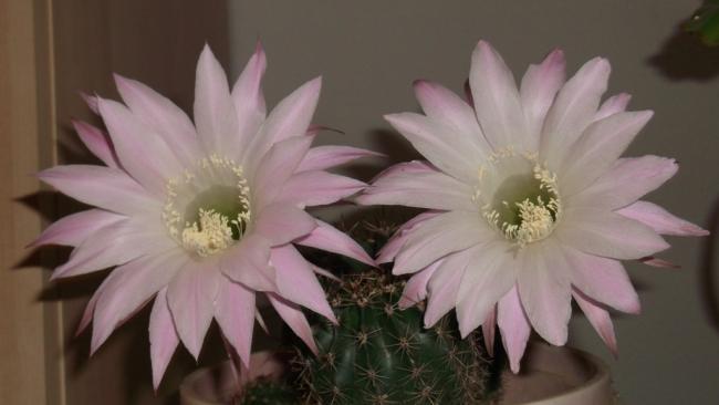 Name:  DSCF3312.jpg
Views: 1086
Size:  25.1 KB