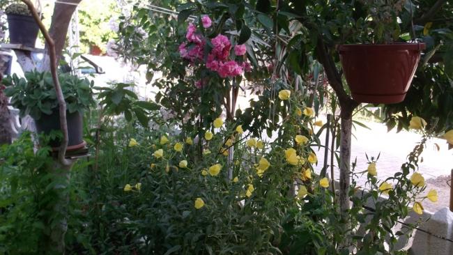 Name:  DSCF3378.jpg
Views: 621
Size:  57.7 KB