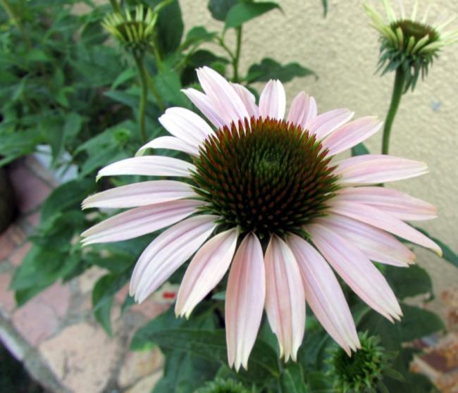 Name:  IMG_7153.jpg
Views: 874
Size:  48.8 KB
