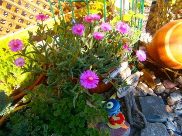 Name:  delosperma.jpg
Views: 849
Size:  63.0 KB