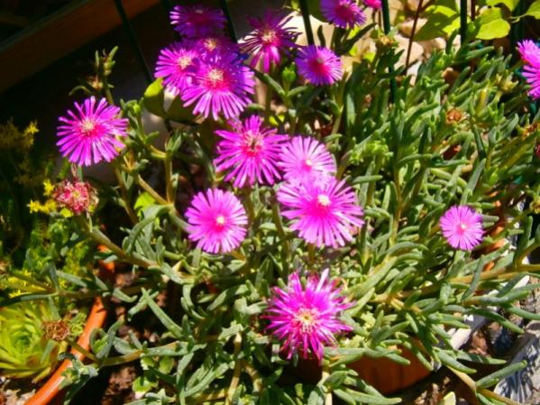 Name:  dolesperma2.jpg
Views: 834
Size:  68.6 KB