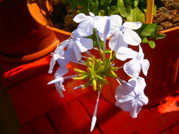 Name:  maviyasemin.jpg
Views: 812
Size:  61.5 KB