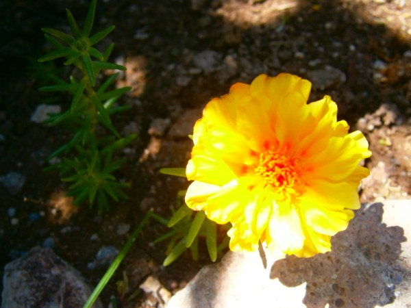 Name:  ipekiei2.jpg
Views: 834
Size:  57.7 KB