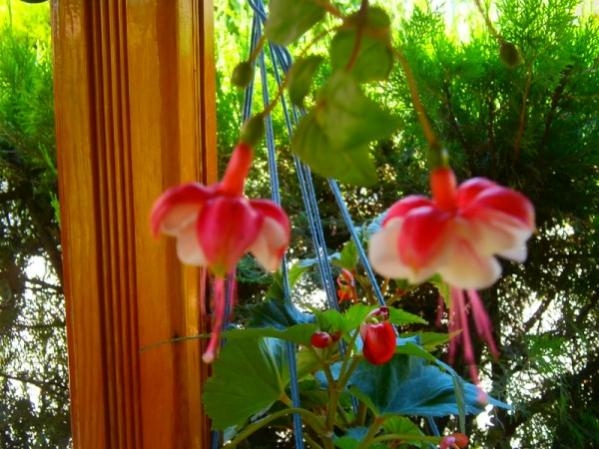 Name:  kpelibegonya.jpg
Views: 814
Size:  54.3 KB