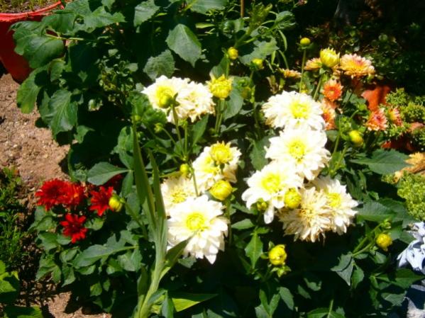 Name:  dahlia.jpg
Views: 789
Size:  60.1 KB