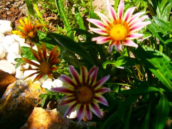 Name:  gazanya.jpg
Views: 861
Size:  54.4 KB