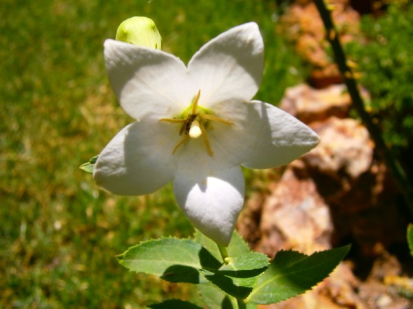 Name:  beyazbalon.jpg
Views: 770
Size:  57.2 KB