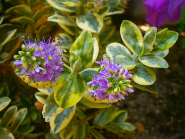 Name:  hebe2.jpg
Views: 904
Size:  65.7 KB
