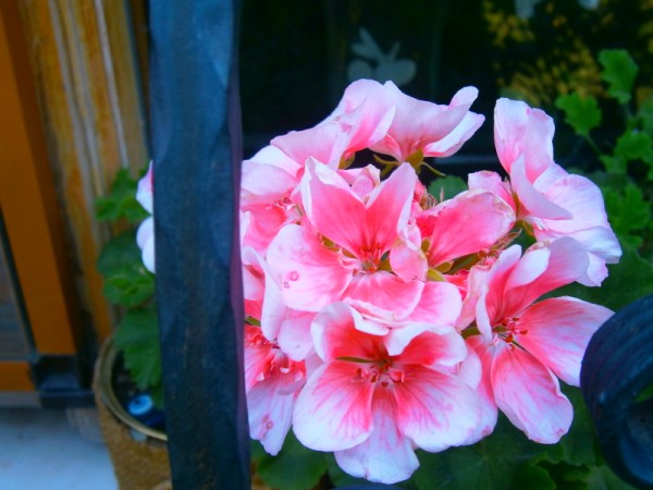Name:  sardunyapencere.jpg
Views: 778
Size:  60.9 KB