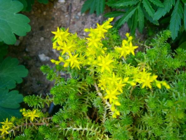 Name:  sedum.jpg
Views: 1187
Size:  51.8 KB