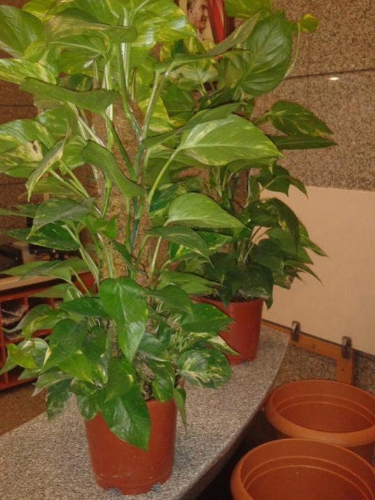 Name:  p1.jpg
Views: 2078
Size:  62.4 KB