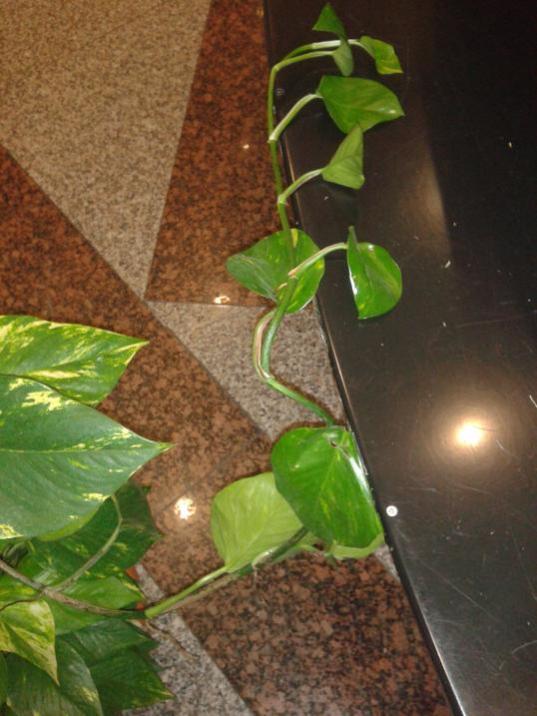 Name:  p6.jpg
Views: 1304
Size:  55.5 KB