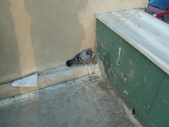 Name:  P1010240a.jpg
Views: 1028
Size:  38.1 KB