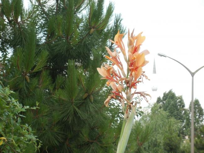 Name:  P1010234a.jpg
Views: 394
Size:  53.1 KB