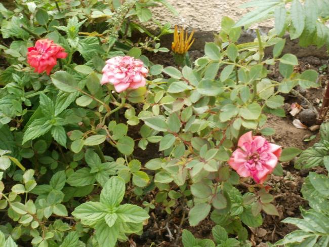 Name:  P1010239a.jpg
Views: 814
Size:  69.7 KB