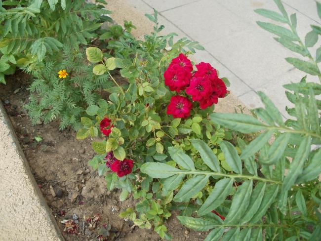 Name:  P1010232a.jpg
Views: 409
Size:  64.9 KB
