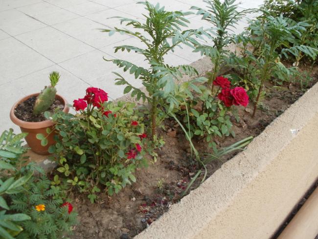 Name:  P1010276a.jpg
Views: 392
Size:  64.0 KB