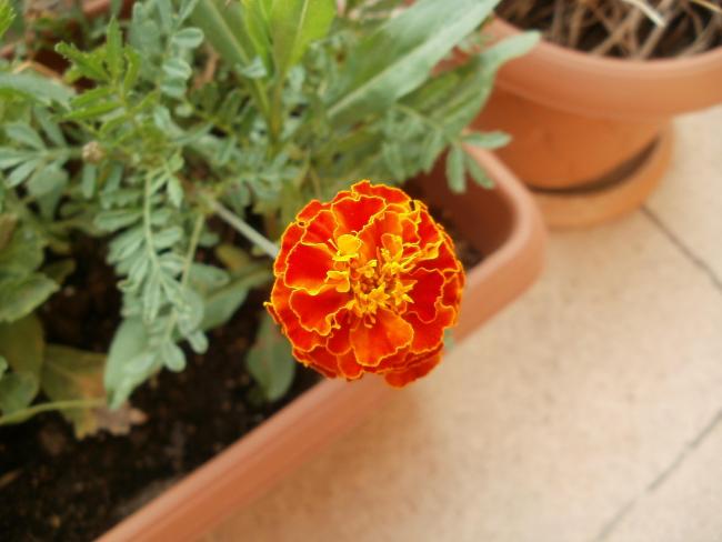 Name:  P1010253a.jpg
Views: 375
Size:  34.6 KB