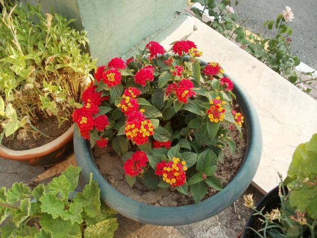 Name:  P1010245a.jpg
Views: 390
Size:  70.4 KB