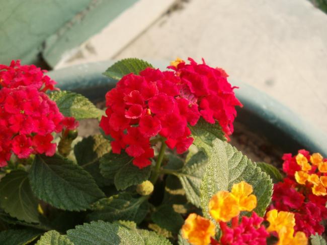 Name:  P1010248a.jpg
Views: 356
Size:  41.3 KB