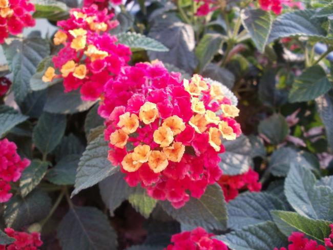 Name:  P1010244a.jpg
Views: 385
Size:  51.0 KB