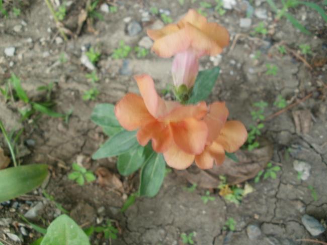 Name:  P1010266a.jpg
Views: 852
Size:  39.0 KB
