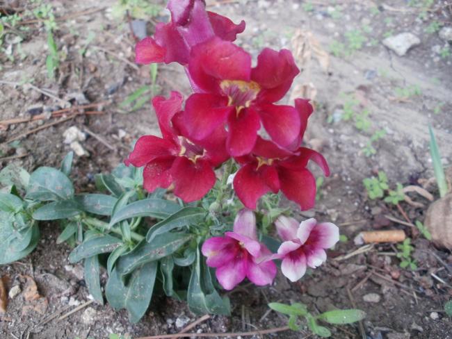 Name:  P1010265a.jpg
Views: 418
Size:  57.5 KB
