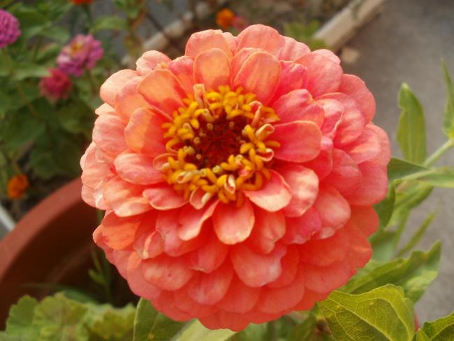 Name:  P1010261a.jpg
Views: 824
Size:  39.7 KB