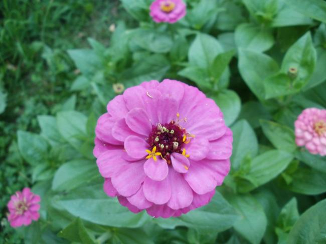 Name:  P1010174a.jpg
Views: 380
Size:  36.3 KB