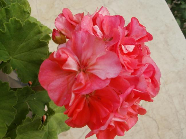 Name:  P1010259b.jpg
Views: 356
Size:  37.0 KB
